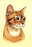 Abyssinian