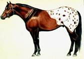 Appaloosa