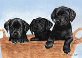 Black labrador puppies qld