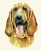 Bloodhound