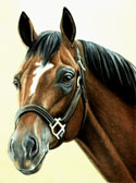 Thoroughbred, Equine Art - Cigar