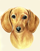 Dauschund