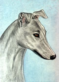 Greyhound