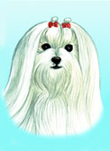 Maltese