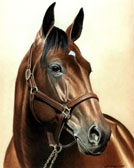 Standardbred, Equine Art - Niatross