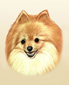 Pomeranian