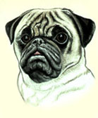 Pug