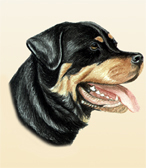 Rottweiller