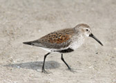 Sandpiper