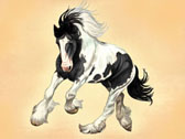 Gypsy Vanner