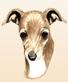 Whippet