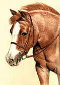 Hunter, Equine Art - Chubby