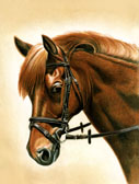 Pony, Equine Art - Lucky